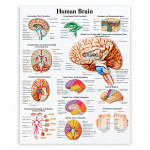 Human Brain Chart